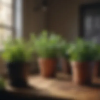 Herbs and leafy greens flourishing in small pots