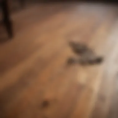 Pet Marks on Wood Floor Pet marks on wooden flooring requiring attention