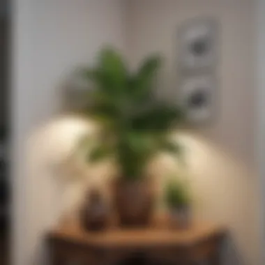Thoughtful Decorative Touches for Your Home A beautifully decorated apartment corner with plants and artwork