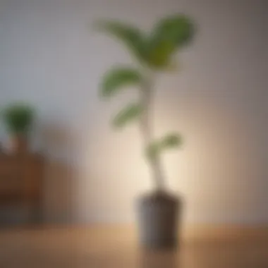 A solitary plant in a new home symbolizing growth and new beginnings