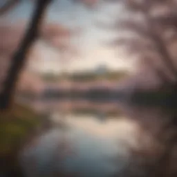 A serene view of the Tidal Basin surrounded by cherry blossom trees