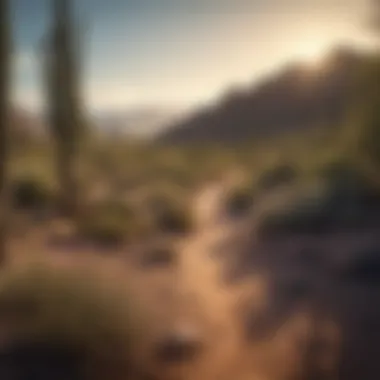 Desert Landscape of Phoenix Lush desert landscape showcasing the natural beauty of Phoenix