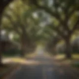 Charming streets lined with oak trees in a Dallas neighborhood