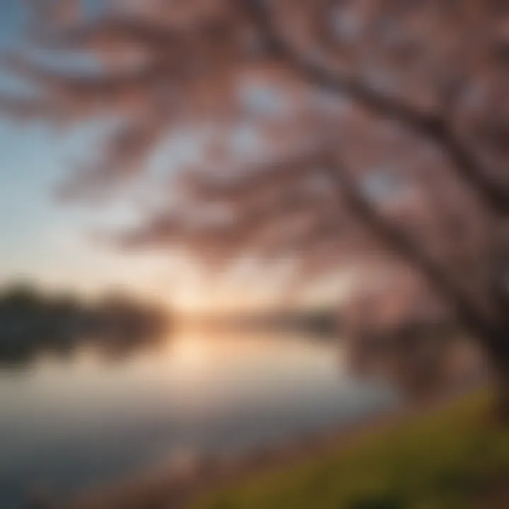 The cherry blossoms in full bloom around the Tidal Basin, symbolizing the beauty of spring in D.C.