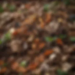 Close-up of compost materials showing a variety of organic waste