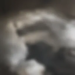 Clogged bathtub drain showing hair and debris buildup