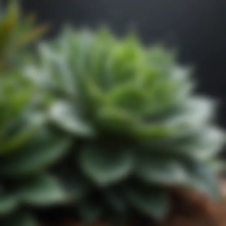 Close-up of succulent leaves with water droplets illustrating proper watering technique