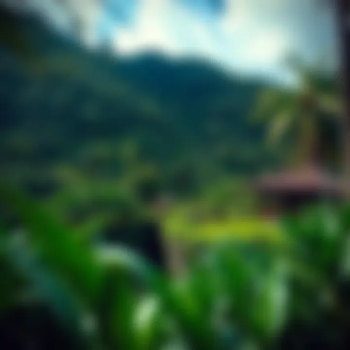 Lush green landscape surrounding San Carlos