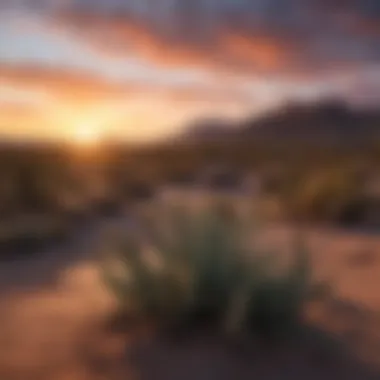 Stunning Desert Sunset A stunning sunset over the desert landscape surrounding Scottsdale, highlighting the natural beauty.