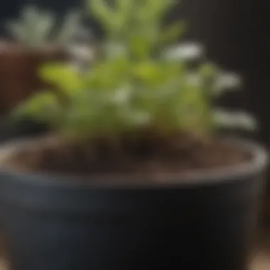 Close-up of rich, healthy soil in a pot with small seedlings emerging.