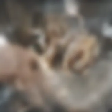 An individual selecting a toilet snake from a shelf